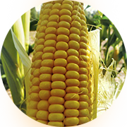 Corn