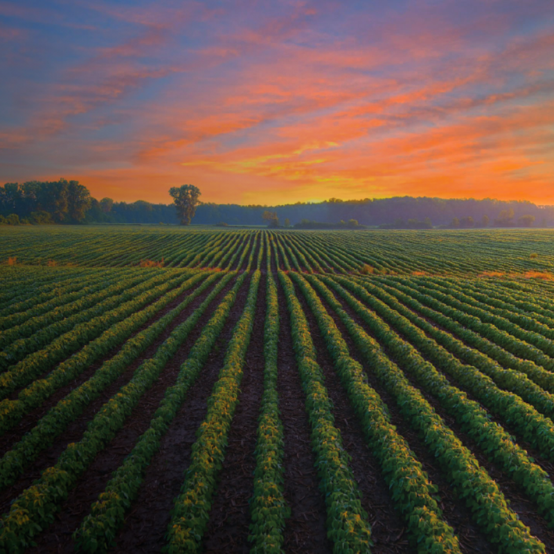 Seed Treatment