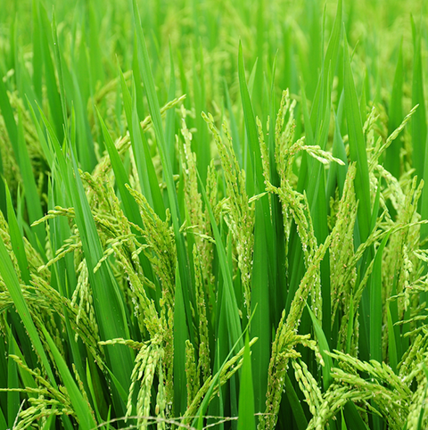 Rice Crop