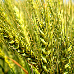 Wheat Crop