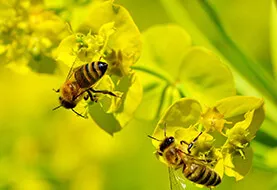 Apiculture Business